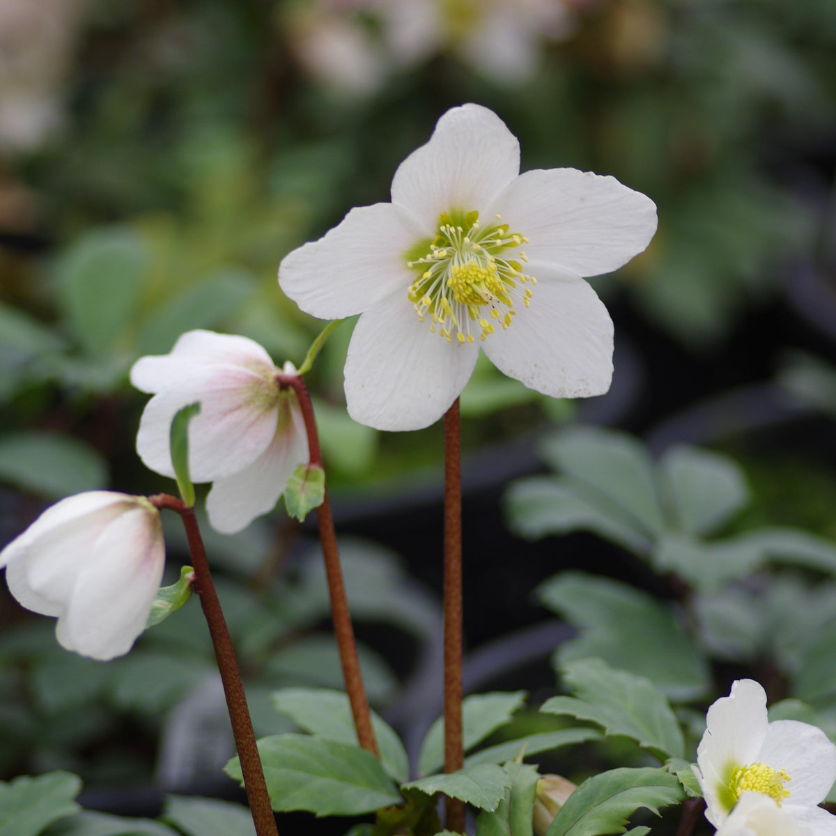 Helleborus niger 'HGC Jacob' PP17,799  - HGC® Jacob Christmas Rose
