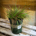 Pennisetum alopecuroides 'Burgundy Bunny'  - Burgundy Bunny Fountain Grass