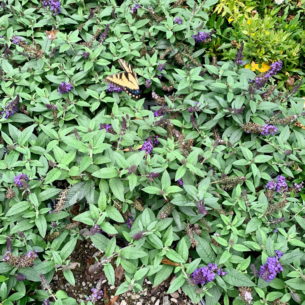 Buddleia davidii 'SMNBDBT' PP#28,794  - Pugster Blue® Dwarf Butterfly Bush