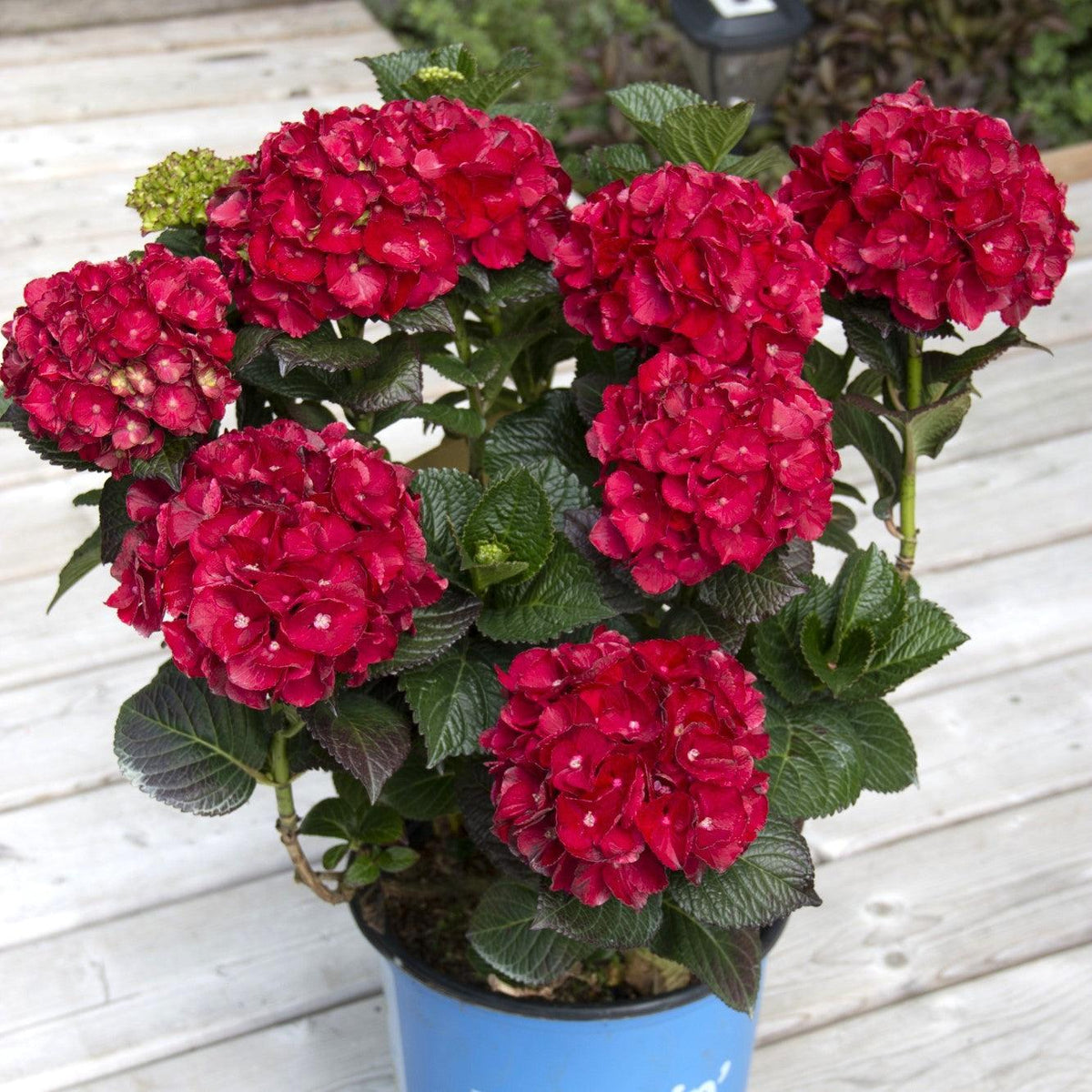 Hydrangea macrophylla 'Hokomaburlac'  - Bloomin' Easy® Cherry-Go-Round™ Hydrangea