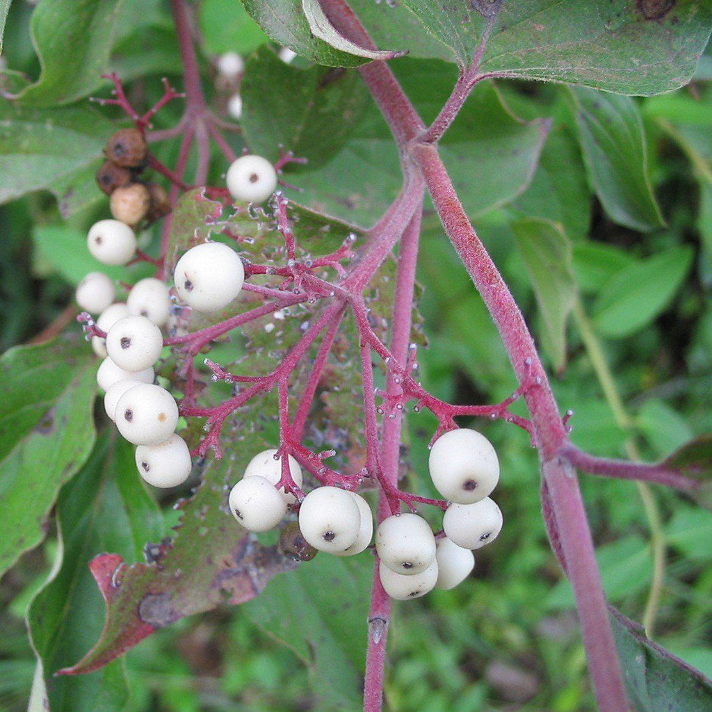 Cornus racemosa  - Gray Dogwood