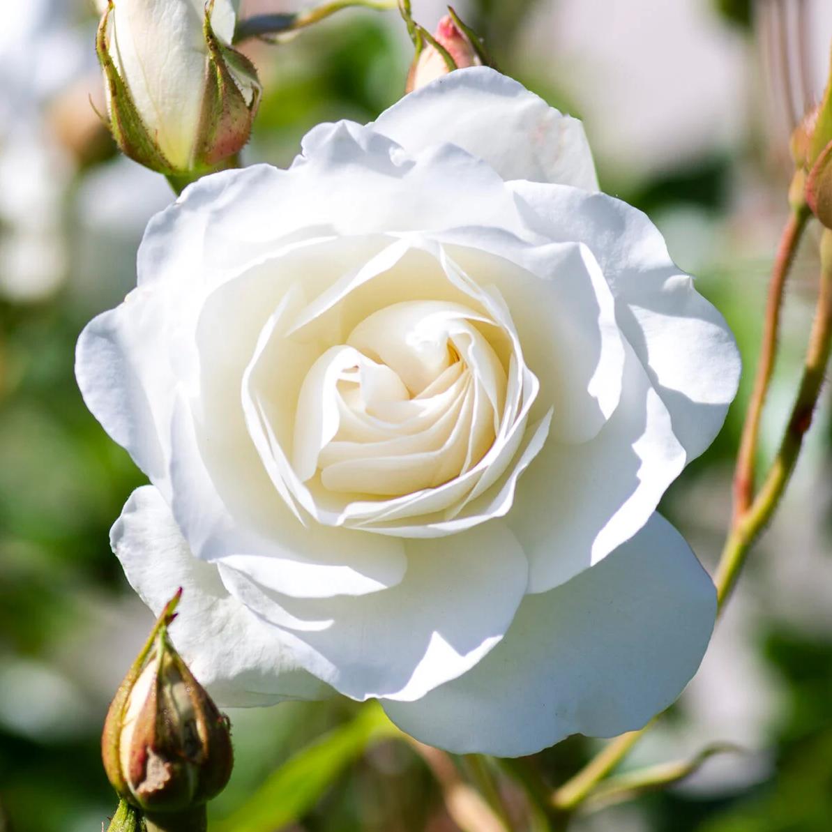 Rosa 'Korbin'  - Iceberg Rose