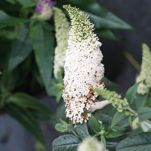 Buddleia x 'SMNBDW' PP 28,795  - Pugster White® Butterfly Bush