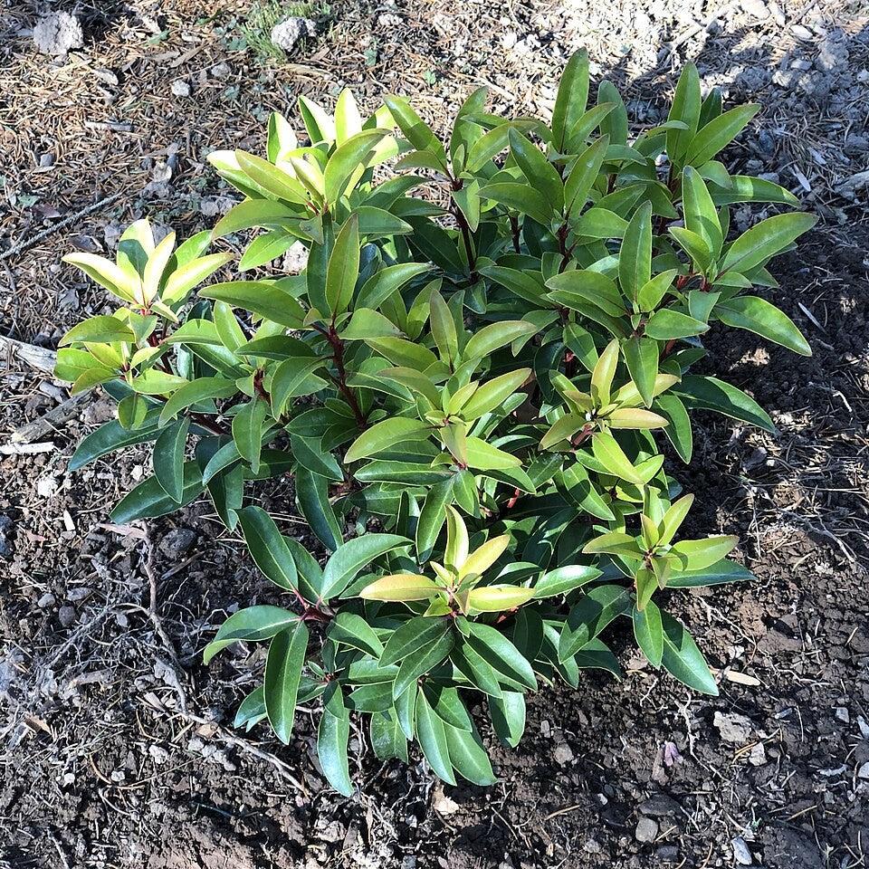 Kalmia latifolia 'Sarah'  - Sarah Mountain Laurel