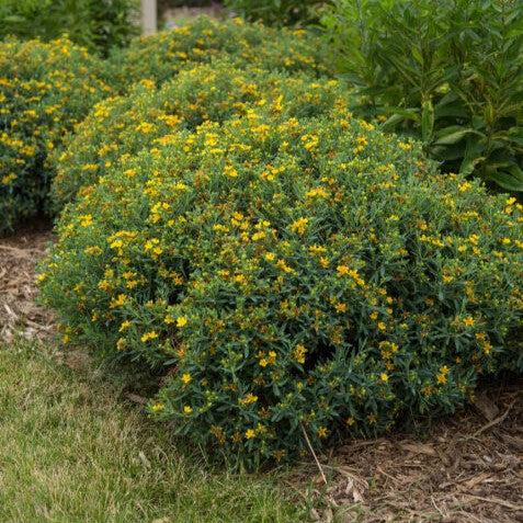 Hypericum kalmianum 'PIIHYP-I'  - First Editions® Cobalt-n-Gold™ St. John's Wort