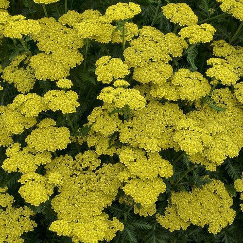 Achillea ’Firefly Sunshine’  - Firefly Sunshine Yarrow