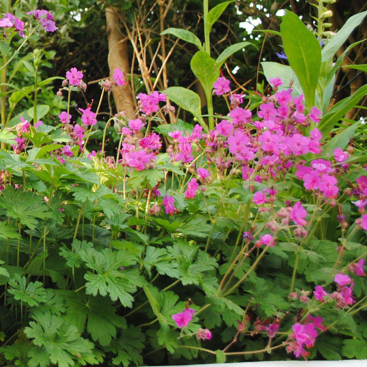 Geranium macrorrhizum 'Bevan's Variety'  - Bevan's Variety Bigroot Cranesbill