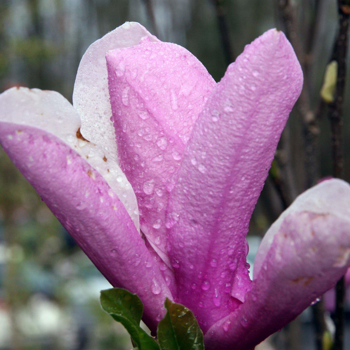 Magnolia x soulangiana 'Jane'  - Saucer 'Jane' Magnolia