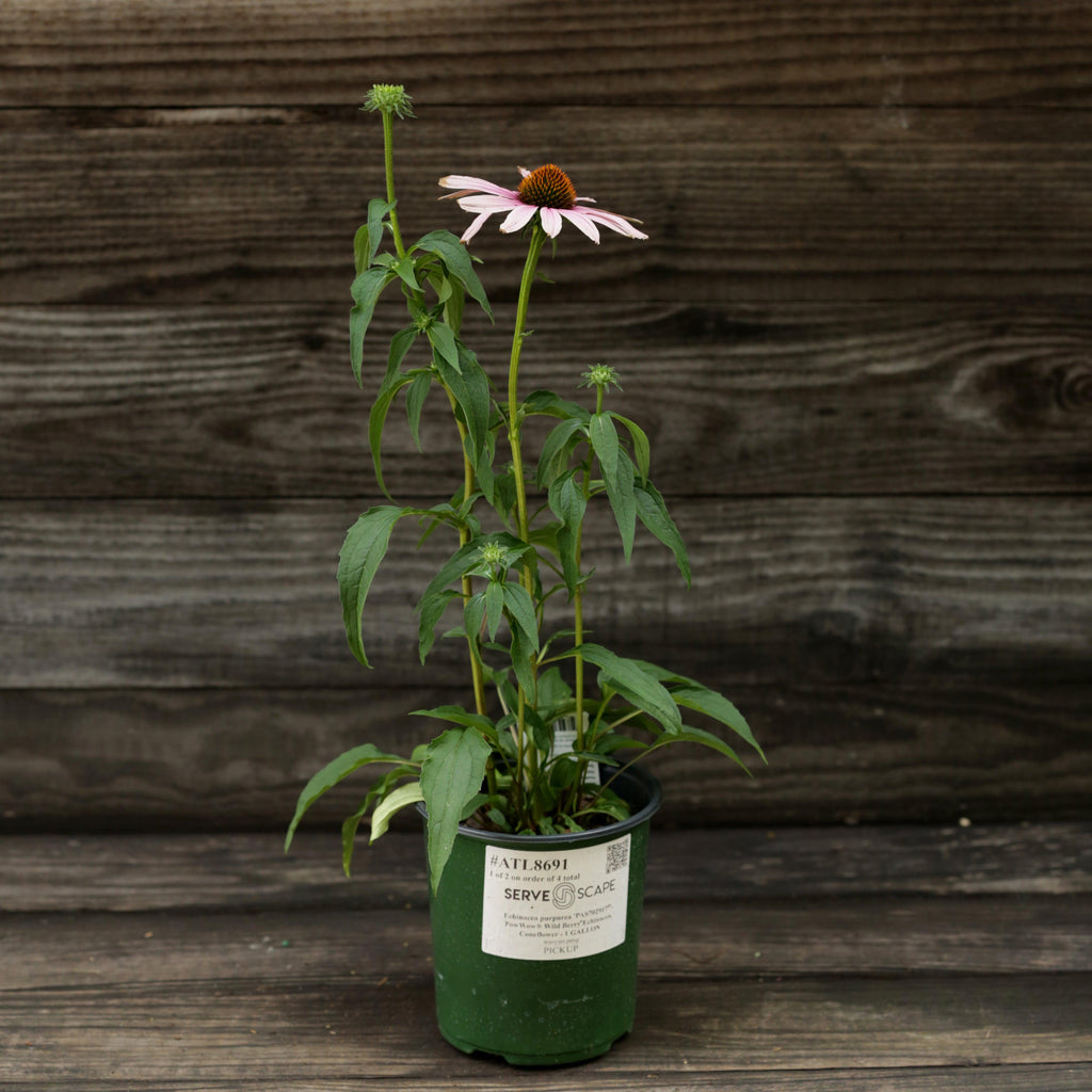 Echinacea purpurea 'PAS702917'  - PowWow® Wild Berry Echinacea, Coneflower