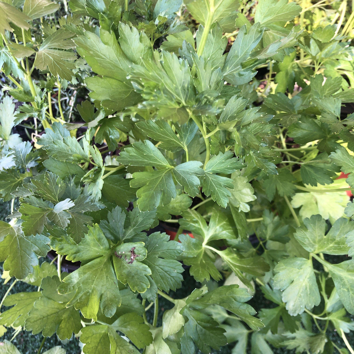 Petroselinum crispum var. neopolitanum  - Italian Flat Leaf Parsley