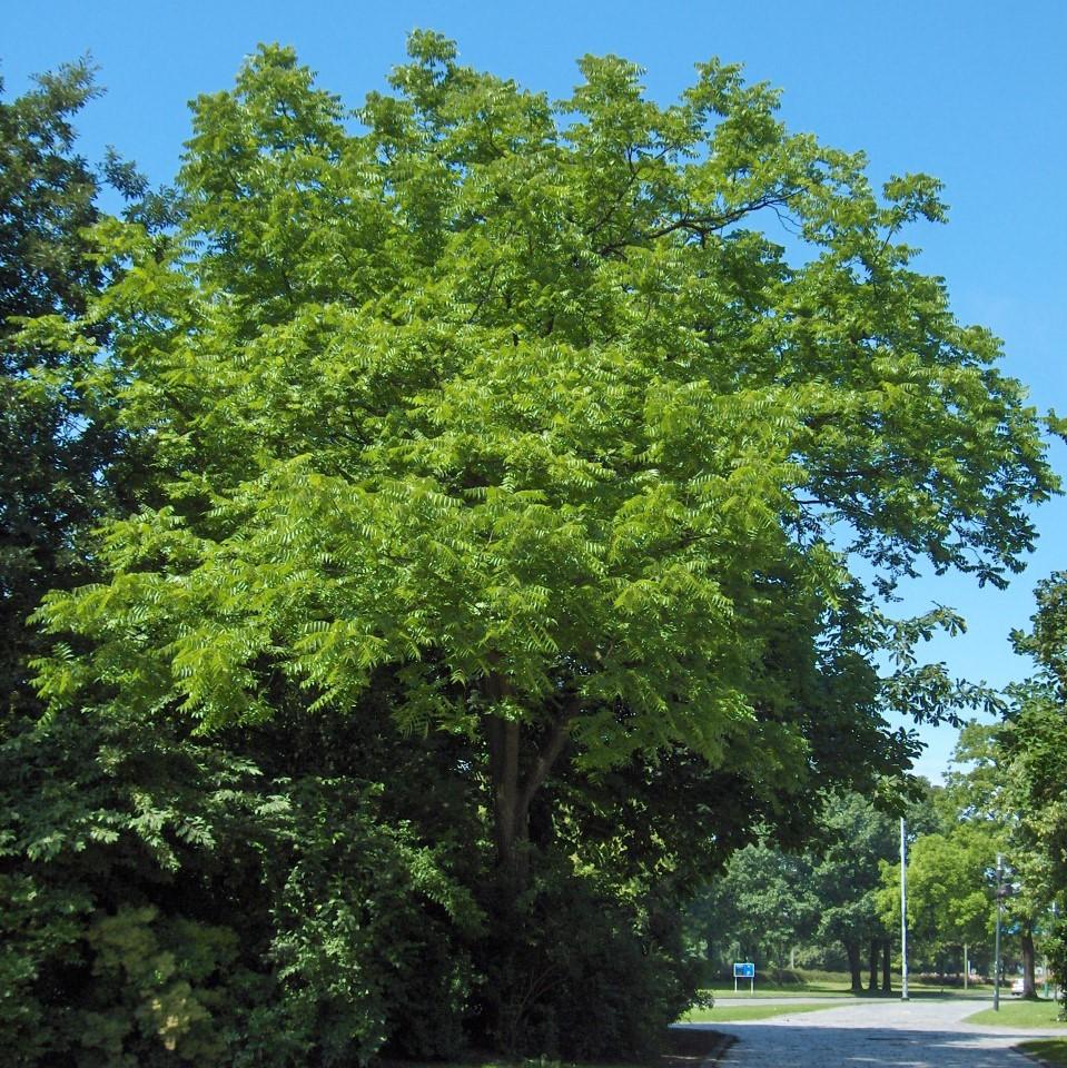 Juglans nigra  - Black Walnut