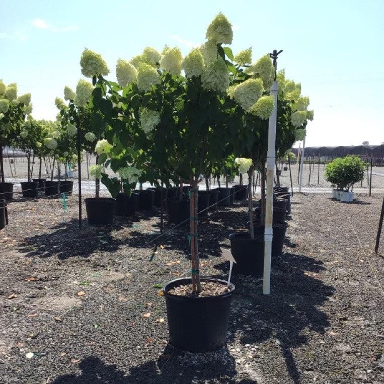 Hydrangea paniculata 'Limelight'  - Proven Winners® Limelight® Hydrangea