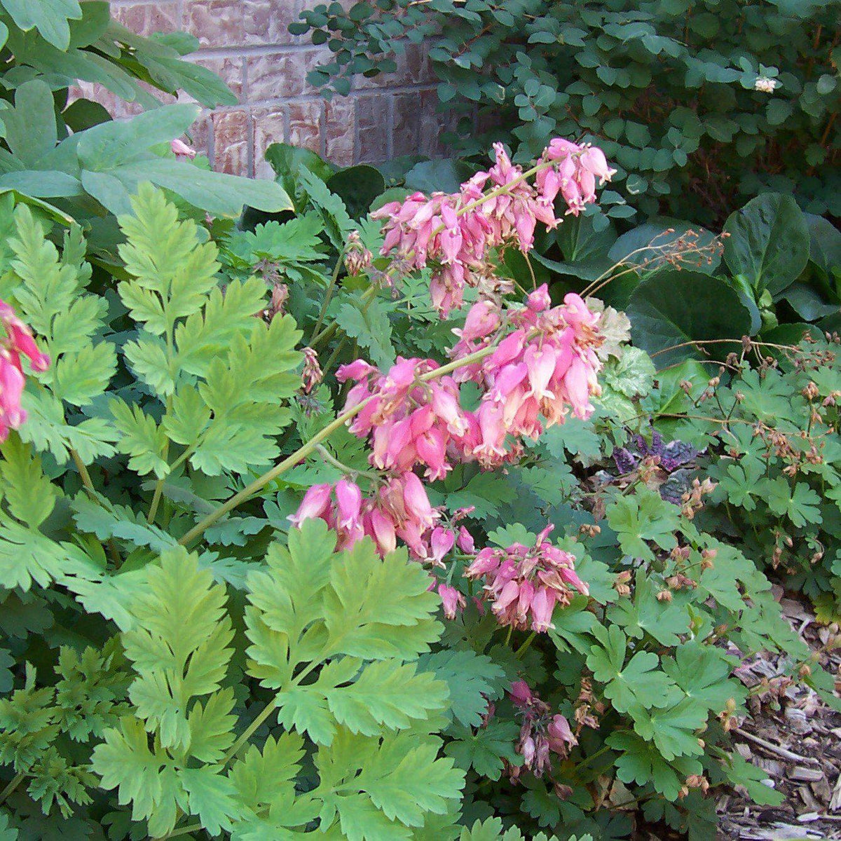 Dicentra eximia  - Fern-Leaf Bleeding Heart