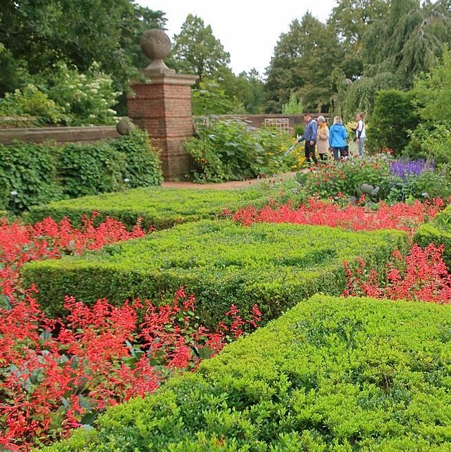 Buxus 'Green Velvet'  - Green Velvet Boxwood