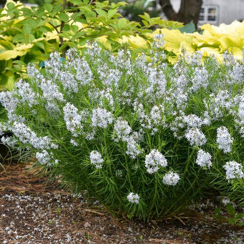 Amsonia 'String Theory'  - String Theory Blue Star