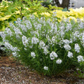Amsonia 'String Theory'  - String Theory Blue Star