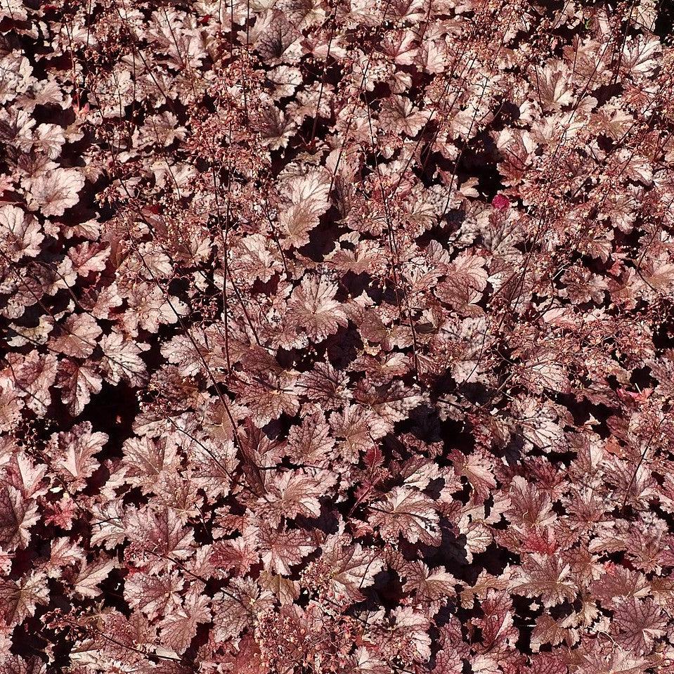 Heuchera x 'Plum Pudding'  - Plum Pudding Coral Bells, Heuchera