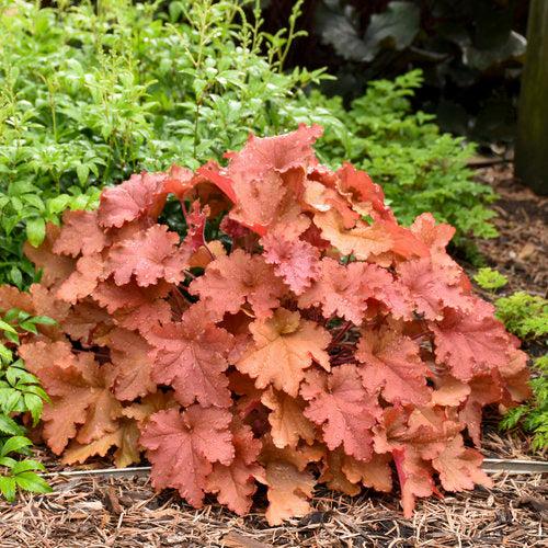 Heuchera 'Peachberry Ice'  - Primo® Peachberry Ice Heuchera