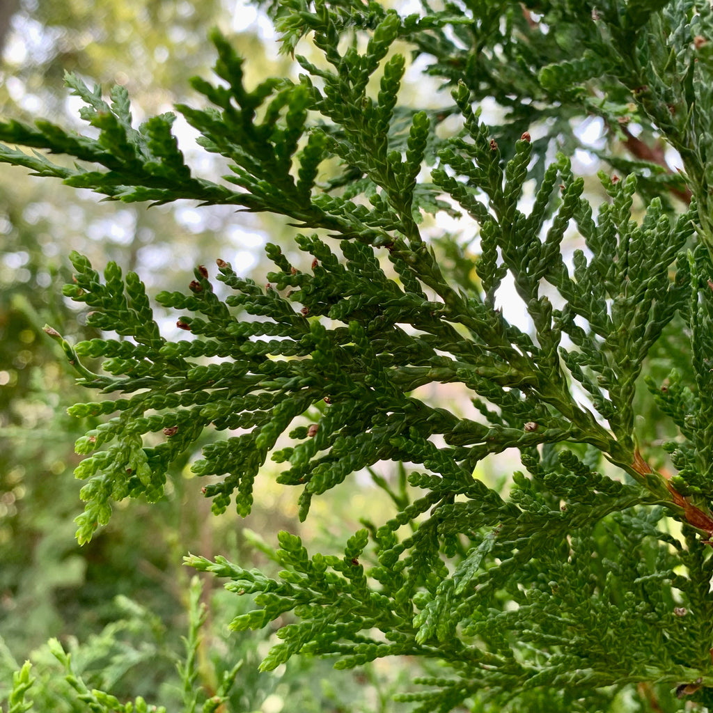 Thuja standishii x plicata 'Green Giant'  - Green Giant Arborvitae