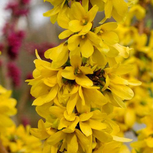 Forsythia x 'Minfor6'  - Show Off Starlet® Forsythia
