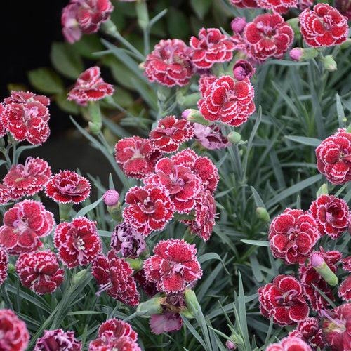 Dianthus 'Black Cherry Frost'  - Fruit Punch® Black Cherry Frost Dianthus