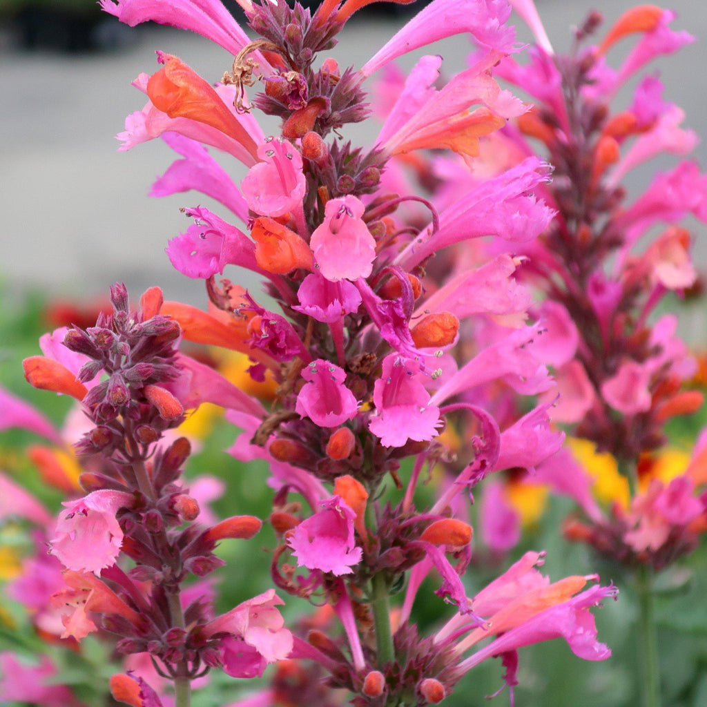 Agastache 'Kudos Ambrosia'  -  Kudos™ Ambrosia Hummingbird Mint, Hyssop