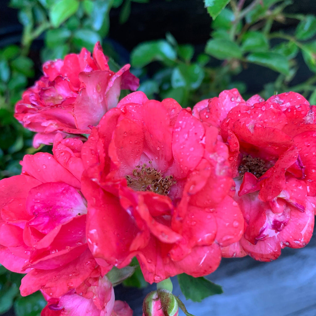 Rosa ‘Meidrifora' PP #19,148  - Coral Drift® Rose
