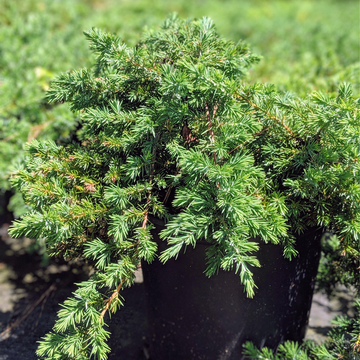 Juniperus chinensis 'Pfitzeriana Compacta'  - Compact Pfitzer Juniper
