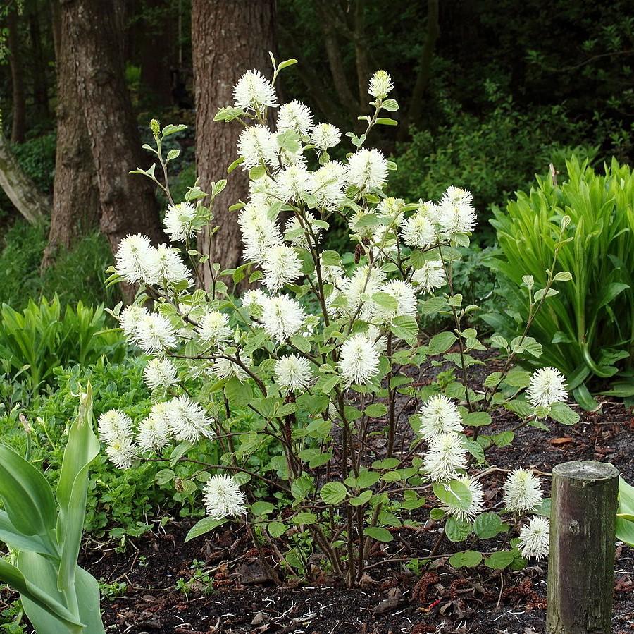 Fothergilla major 'Mount Airy'  - Mount Airy Fothergilla