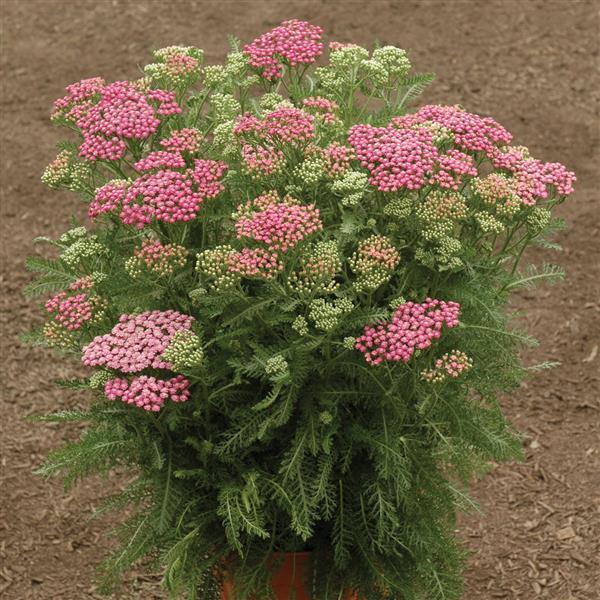 Achillea millefolium 'Pink Grapefruit'  - Pink Grapefruit Yarrow