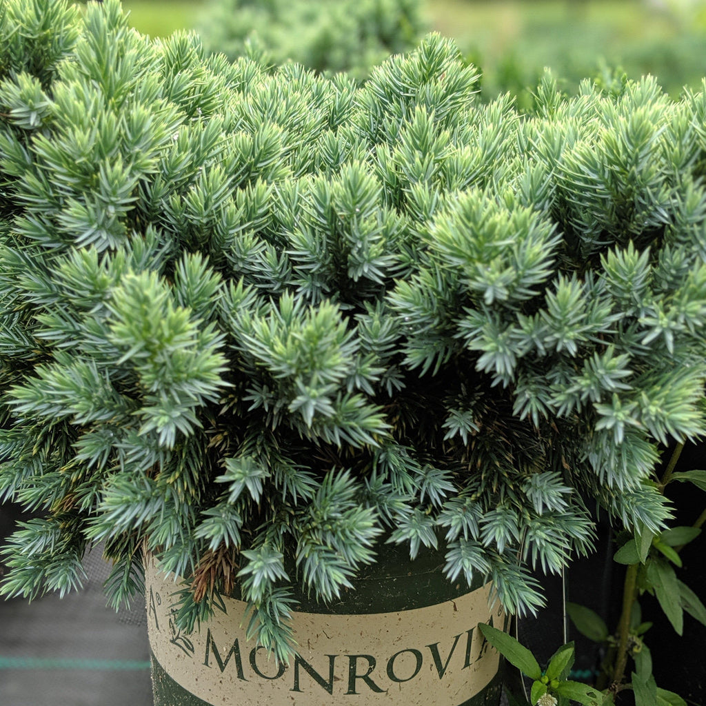 Juniperus squamata 'Blue Star'  - Blue Star Juniper