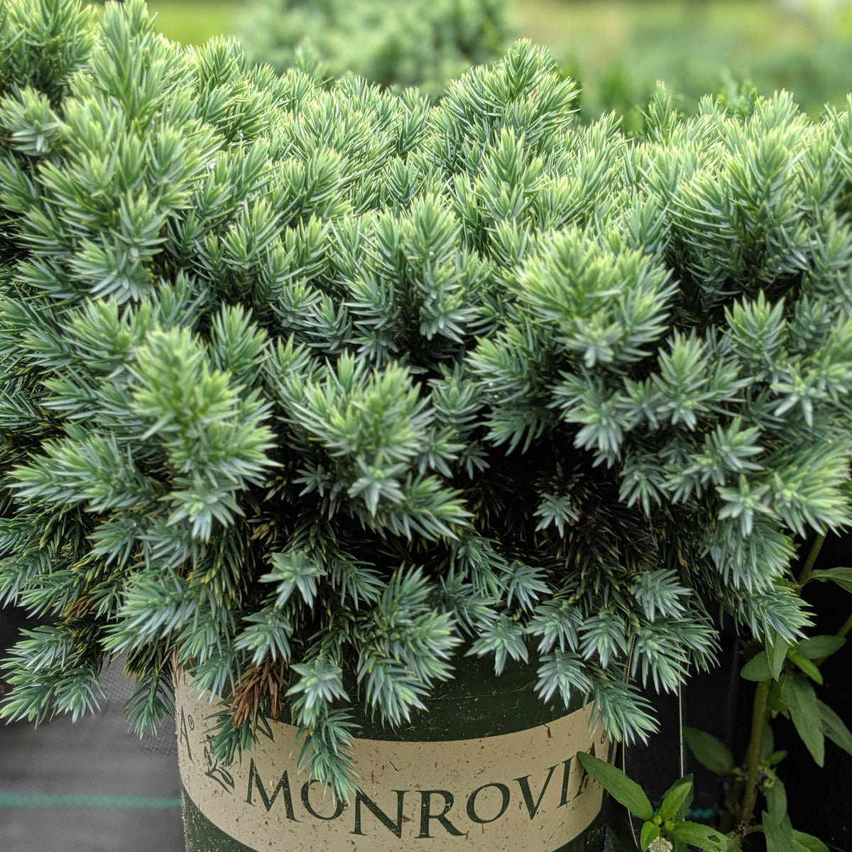Juniperus squamata 'Blue Star'  - Blue Star Juniper