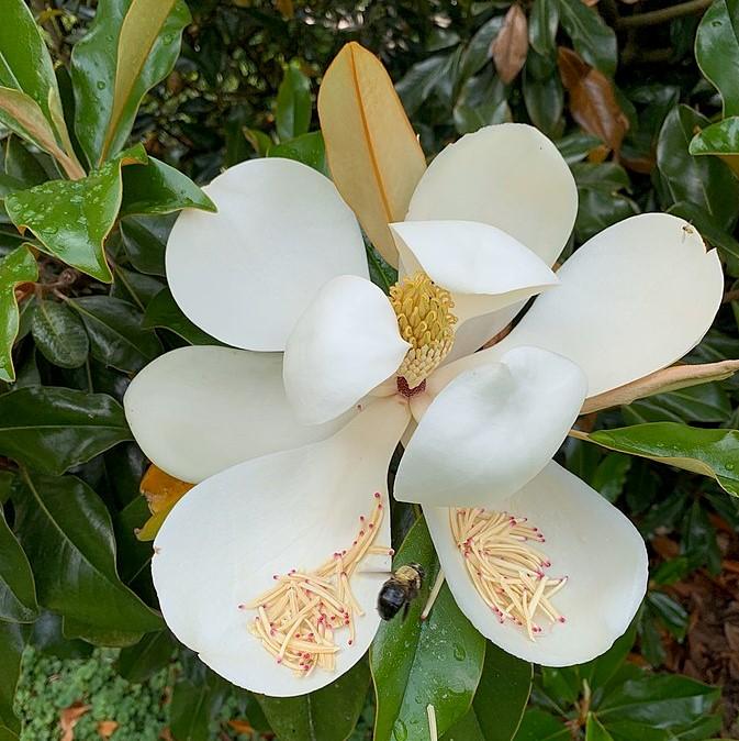 Magnolia grandiflora 'Bracken's Brown Beauty'  - Bracken's Brown Beauty Southern Magnolia