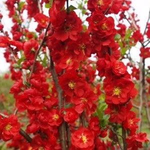 Chaenomeles speciosa 'Scarlet Storm' USPP 20,951  - PW® Double Take™ Scarlet Flowering Quince