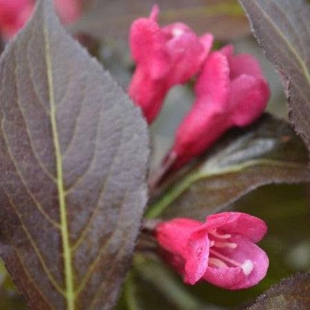 Weigela florida 'Bokraspiwi' PP23,781  - Spilled Wine® Weigela