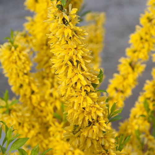 Forsythia x intermedia 'Mindor'  - Show Off® Forsythia