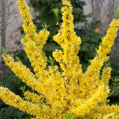 Forsythia x intermedia 'Mindor'  - Show Off® Forsythia