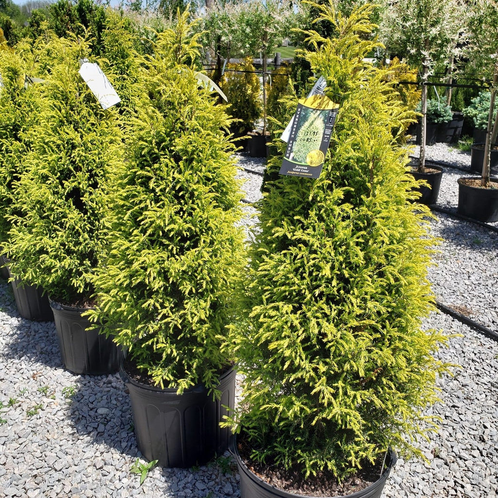 Juniperus communis 'Gold Cone'  - Gold Cone Juniper