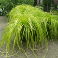 Carex oshimensis 'Everillo' PP#21,002  - EverColor® Everillo Sedge