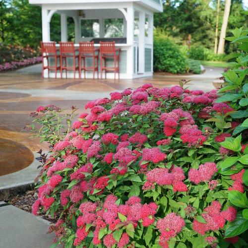 Spiraea x 'NCSX2'  - Double Play® Doozie Spirea