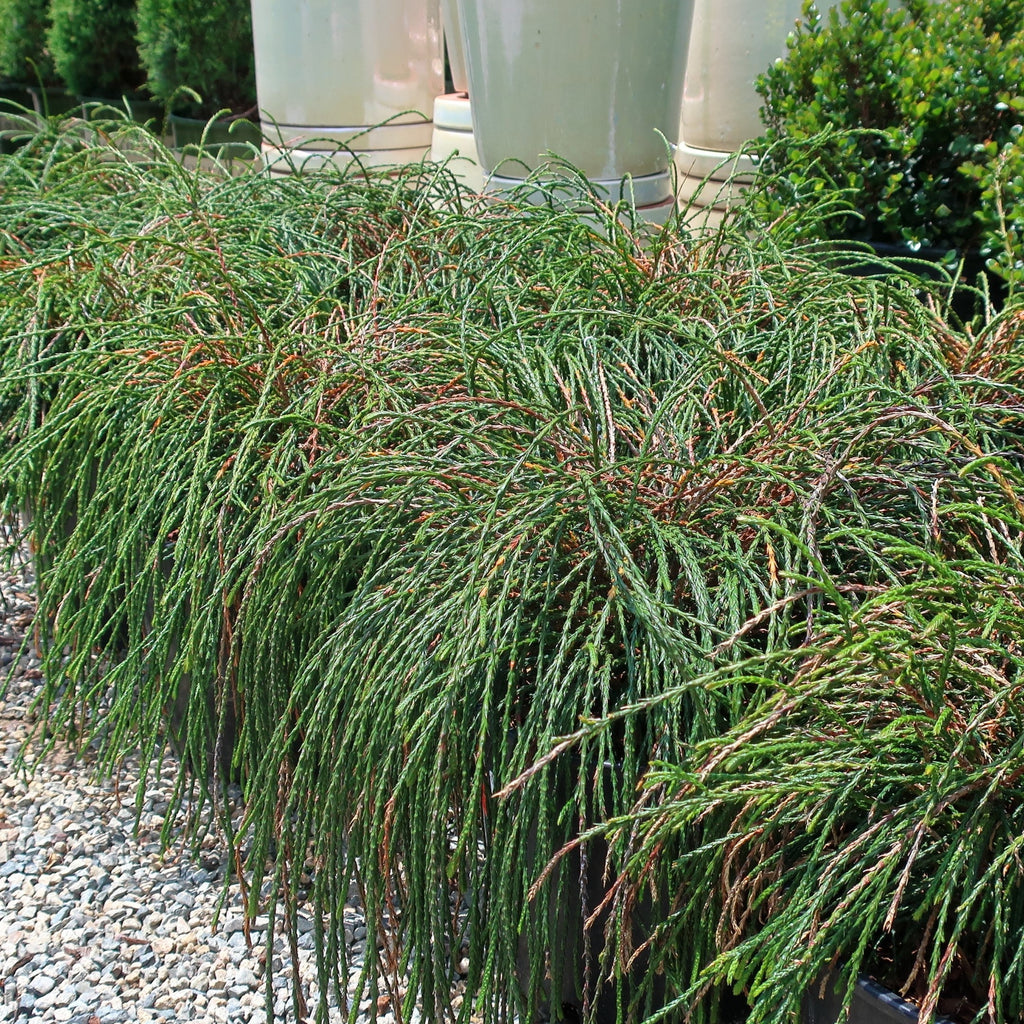 Thuja plicata 'Whipcord'  - Whipcord Red Cedar