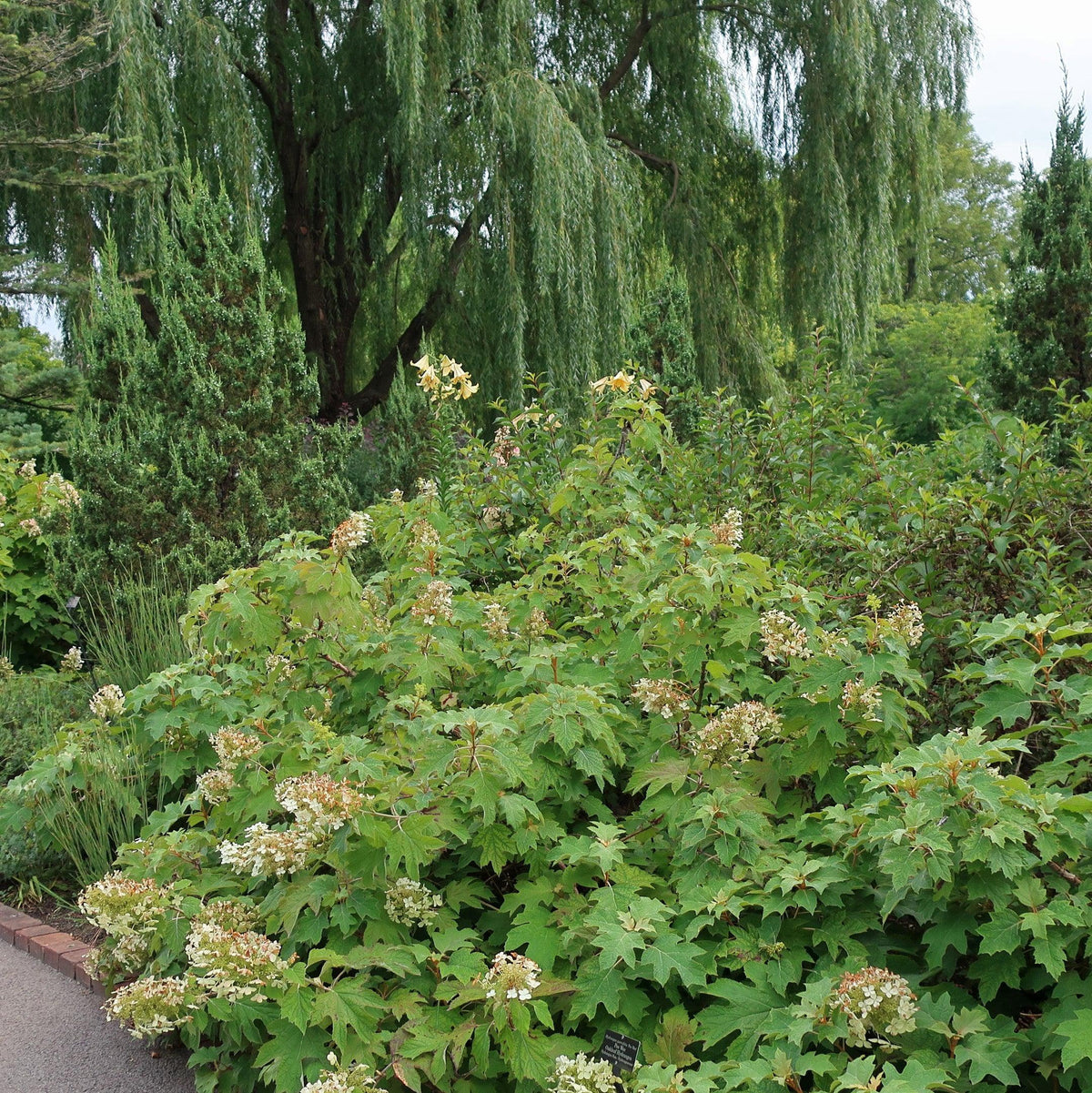Hydrangea quercifolia 'Alice'  - Alice Oakleaf Hydrangea