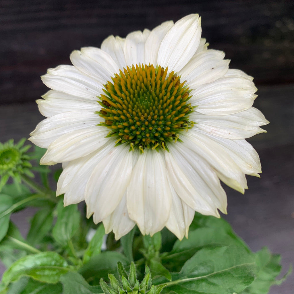 Echinacea purpurea 'PowWow White'  - PowWow® White Echinacea, Coneflower