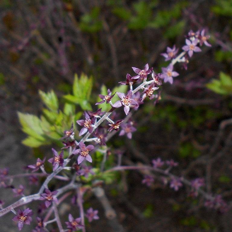 Xanthorhiza simplicissima  - Yellowroot