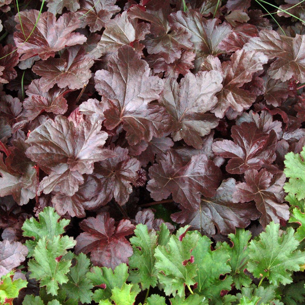 Heuchera 'Obsidian'  - Obsidian Coral Bells