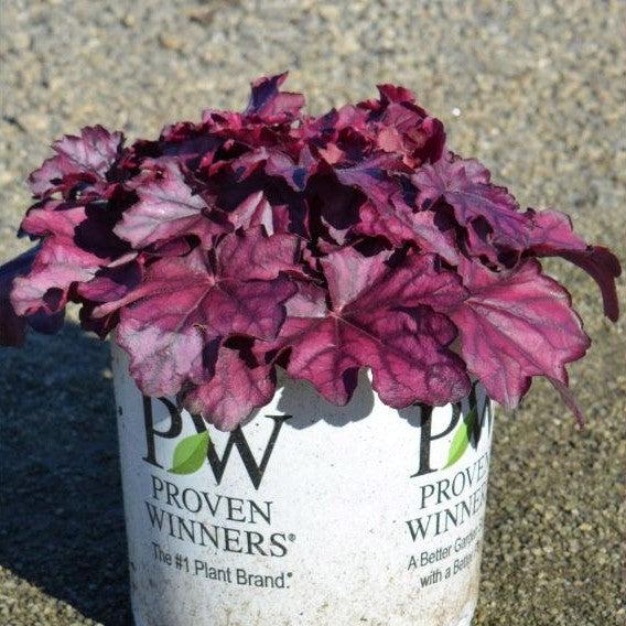 Heuchera 'Wild Rose'  - Primo® Wild Rose Heuchera