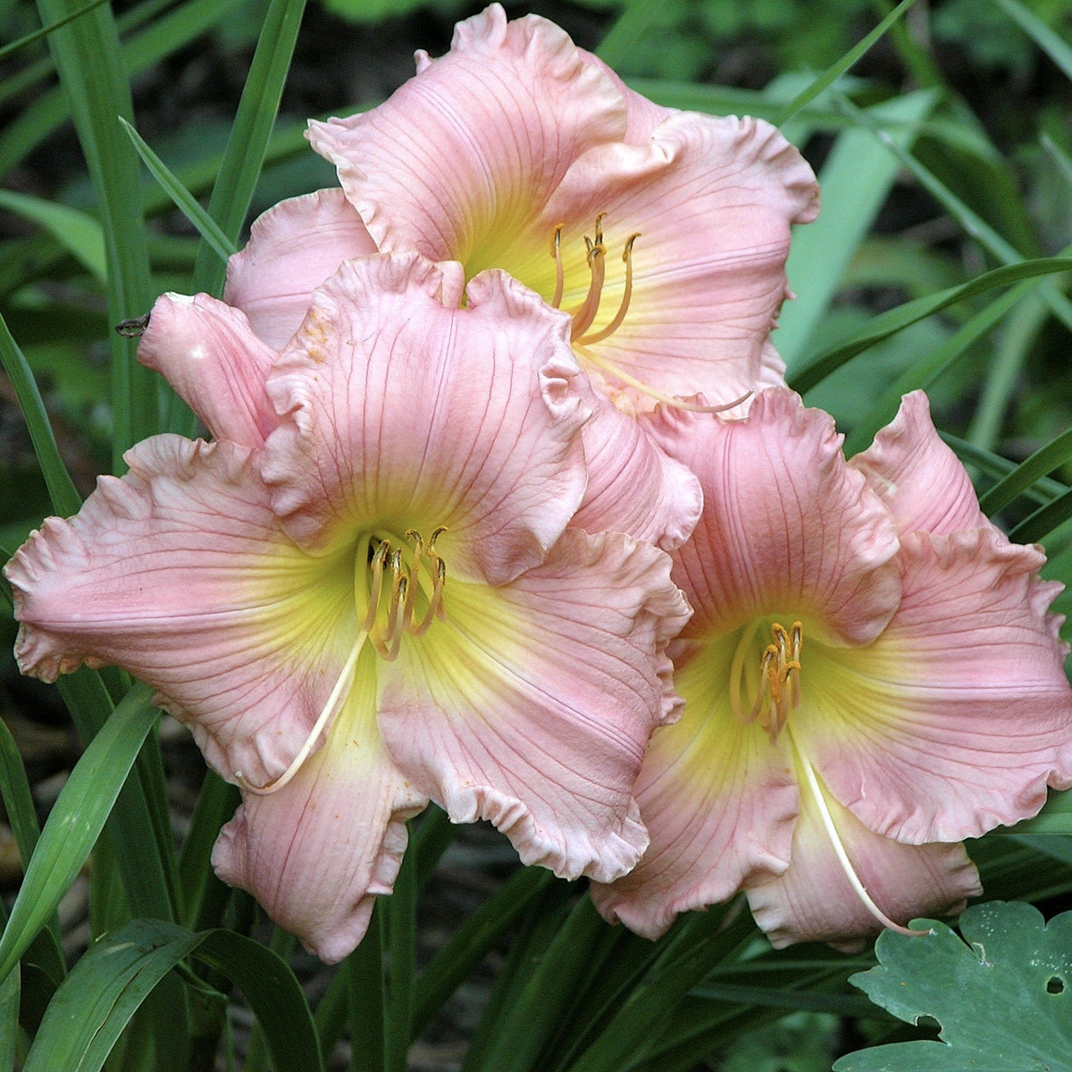 Hemerocallis 'Jolyene Nichole'  - Jolyene Nichole Daylily