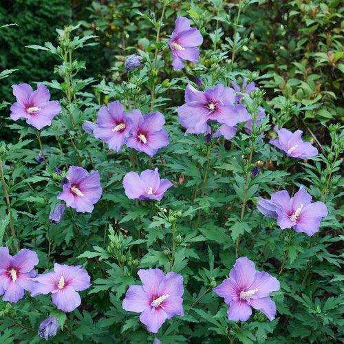 Hibiscus x 'Minsybv3s01'  - Paraplu Violet® Rose of Sharon