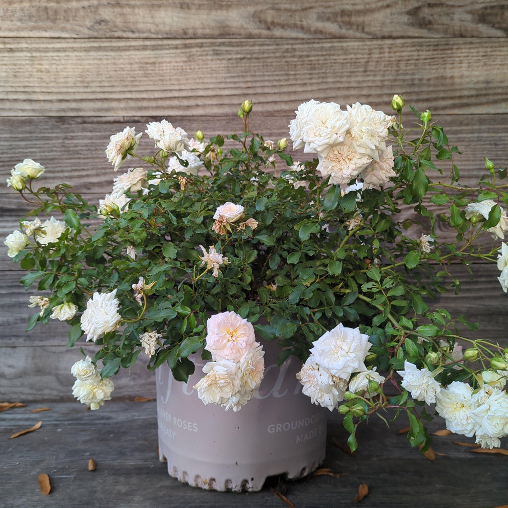 Rosa 'Meizorland’ PP#28,054  - White Drift® Rose