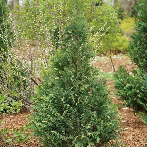 Chamaecyparis lawsoniana ‘SMNCLGTB’  - Pinpoint® Blue & Gold False Cypress